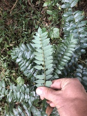 Cnestis polyphylla