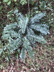 Cnestis polyphylla