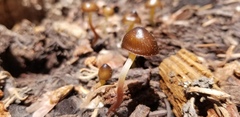 Mycena nivicola