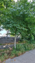 Liquidambar styraciflua