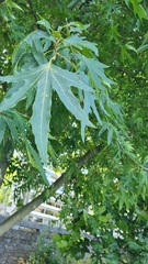 Liquidambar styraciflua