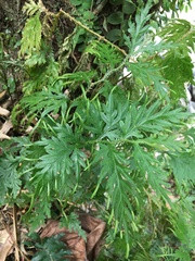 Selaginella plana