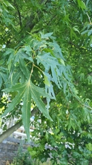 Liquidambar styraciflua