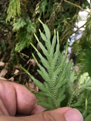 Selaginella plana