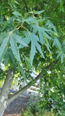 Liquidambar styraciflua