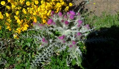 Carduus carlinoides