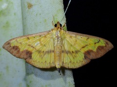 Meroctena tullalis