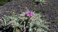 Carduus carlinoides