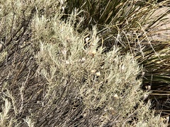 Tetradymia filifolia