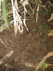 Fejervarya vittigera