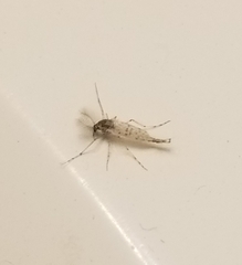 Chaoborus punctipennis