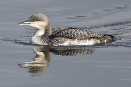 Pacific Loon, photo 8 of 9