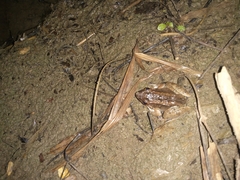 Fejervarya vittigera