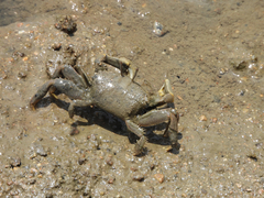 Macrophthalmus banzai