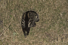 Civettictis civetta australis