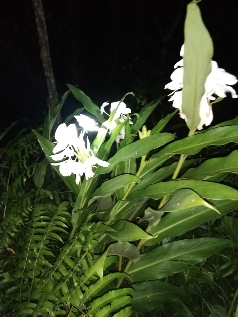 Ngải bướm – Hedychium coronarium