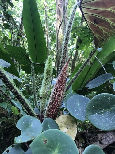 Philodendron verrucosum