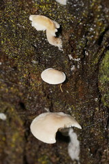 Clitocybe semiocculta