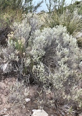 Tetradymia filifolia