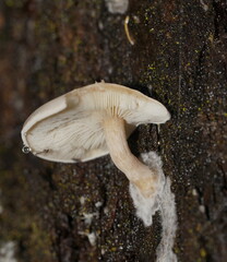 Clitocybe semiocculta