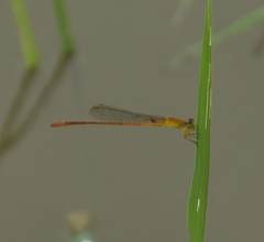 Ceriagrion rubiae