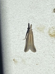 Peoria approximella