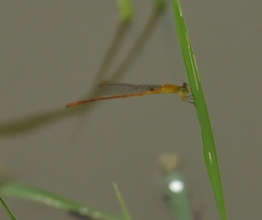 Ceriagrion rubiae