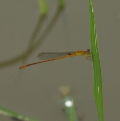Ceriagrion rubiae