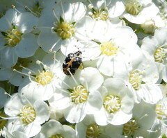Anthrenus scrophulariae