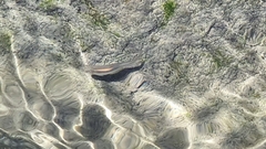 Squalius cephalus