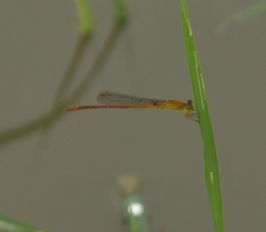 Ceriagrion rubiae