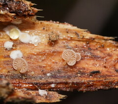 Marasmiellus affixus