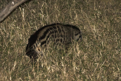 Civettictis civetta australis