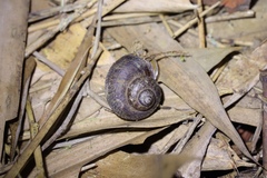 Cyclophorus martensianus
