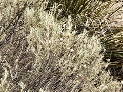 Tetradymia filifolia