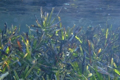 Amphibolis griffithii