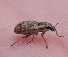 Sitona lateralis