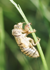Cicadetta montana