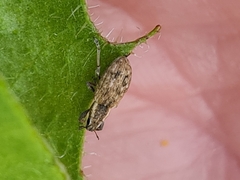 Sitona lateralis