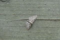 Eupithecia abietaria