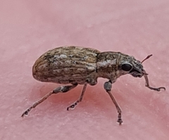 Sitona lateralis