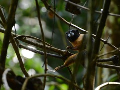 Saguinus tripartitus