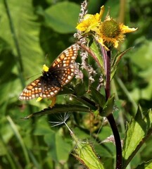 Melitaea menetriesi