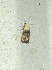 Eugnosta erigeronana