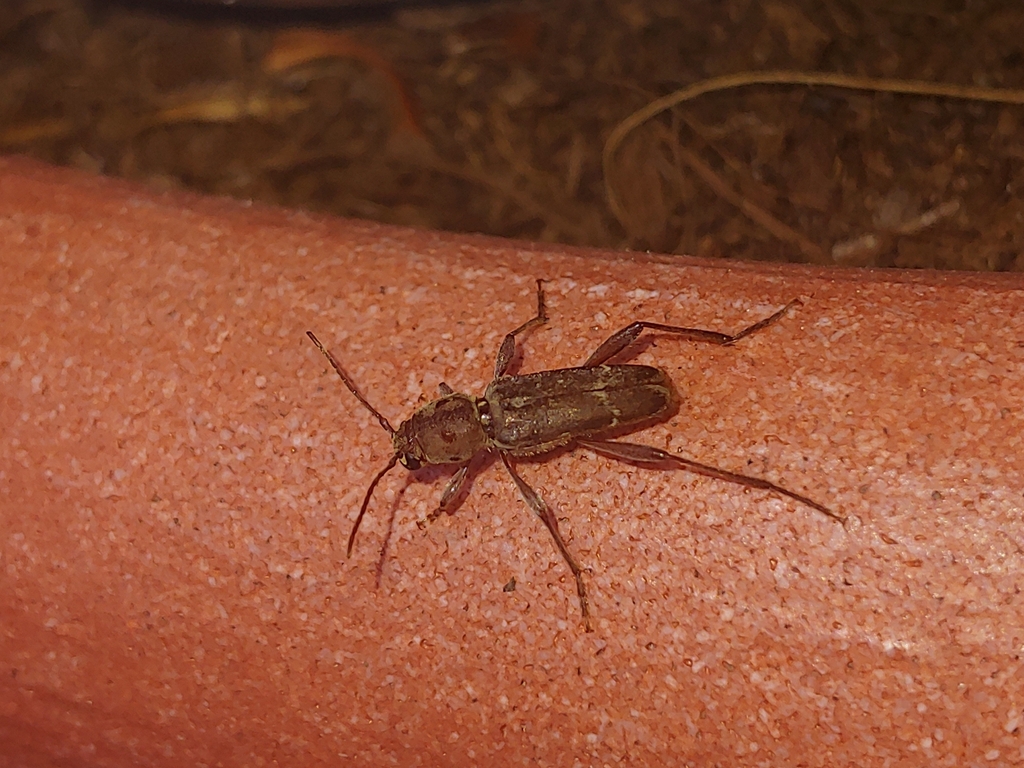 Xylotrechus from 39052 Kaltern an der Weinstraße., Autonome Provinz