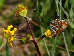 Melitaea menetriesi