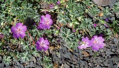 Geranium subargenteum