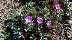 Geranium subargenteum