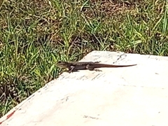 Tropidurus catalanensis