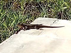 Tropidurus catalanensis